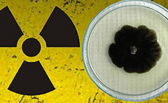 “Una fusión entre biotecnología, diseño espacial y sostenibilidad.”